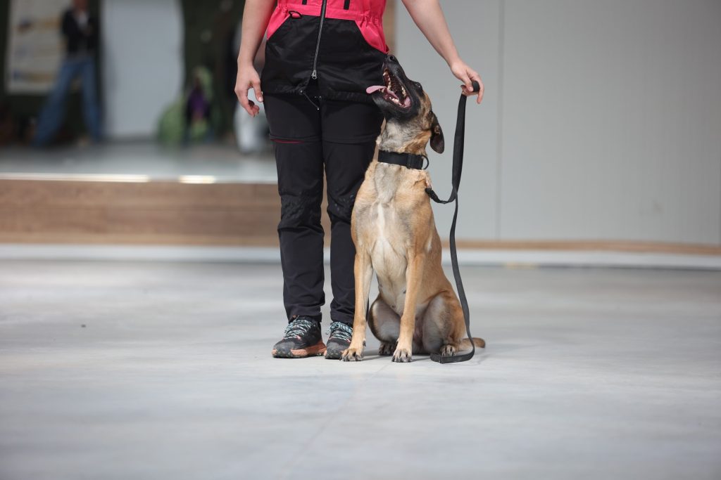 Malinois