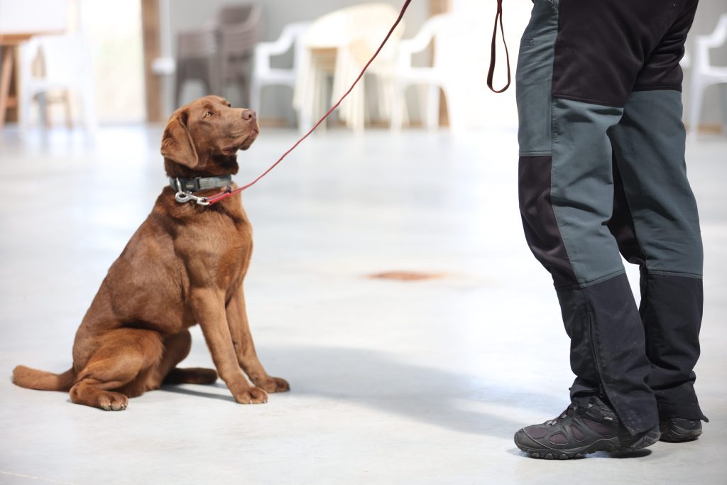 Instructor canin acreditat