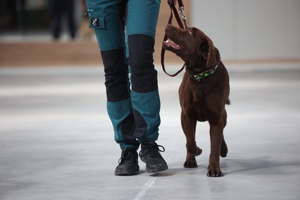 labrador